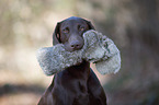 retrieving German shorthaired Pointer