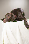 lying German shorthaired Pointer