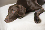 lying German shorthaired Pointer