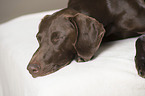 sleeping German shorthaired Pointer