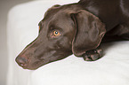 German shorthaired Pointer Portrait