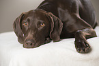 lying German shorthaired Pointer