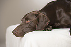 lying German shorthaired Pointer