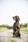 sitting German shorthaired Pointer