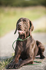 lying German shorthaired Pointer