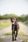 running German shorthaired Pointer