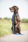 lying German shorthaired Pointer