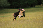 retrieving German shorthaired Pointer