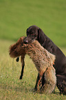 retrieving German shorthaired Pointer