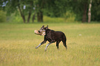 retrieving German shorthaired Pointer