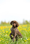 German shorthaired Pointer Puppy