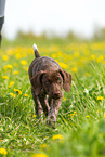 German shorthaired Pointer Puppy