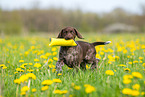 German shorthaired Pointer Puppy