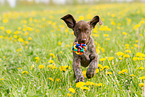 German shorthaired Pointer Puppy