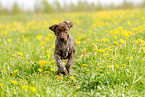 German shorthaired Pointer Puppy