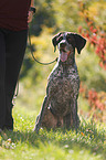 sitting German shorthaired Pointer