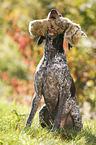 retrieving German shorthaired Pointer