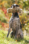 retrieving German shorthaired Pointer