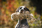 German shorthaired Pointer with dummy