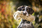 German shorthaired Pointer with dummy
