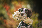 German shorthaired Pointer with dummy