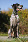 sitting German shorthaired Pointer