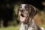 German shorthaired Pointer Portrait