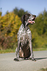 sitting German shorthaired Pointer