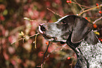 German shorthaired Pointer Portrait