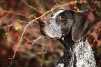 German shorthaired Pointer Portrait