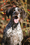 German shorthaired Pointer Portrait