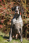 sitting German shorthaired Pointer