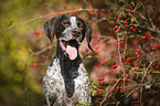 German shorthaired Pointer Portrait
