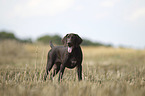 young German shorthaired Pointer