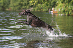 jumping German shorthaired Pointer