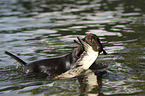 retrieving German shorthaired Pointer