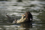 retrieving German shorthaired Pointer