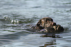 retrieving German shorthaired Pointer