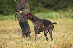 German shorthaired Pointer