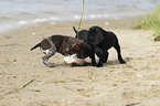 German shorthaired Pointer Puppies