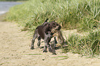 German shorthaired Pointer Puppy