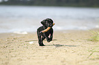 German shorthaired Pointer Puppy