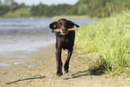 retrieving German shorthaired Pointer