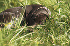 German shorthaired Pointer Puppy