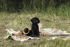 German shorthaired Pointer Puppy