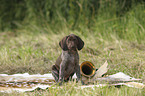 German shorthaired Pointer Puppy