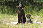 German shorthaired Pointer