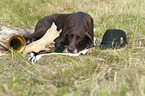 lying German shorthaired Pointer