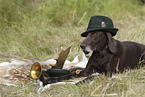 lying German shorthaired Pointer