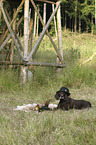 lying German shorthaired Pointer